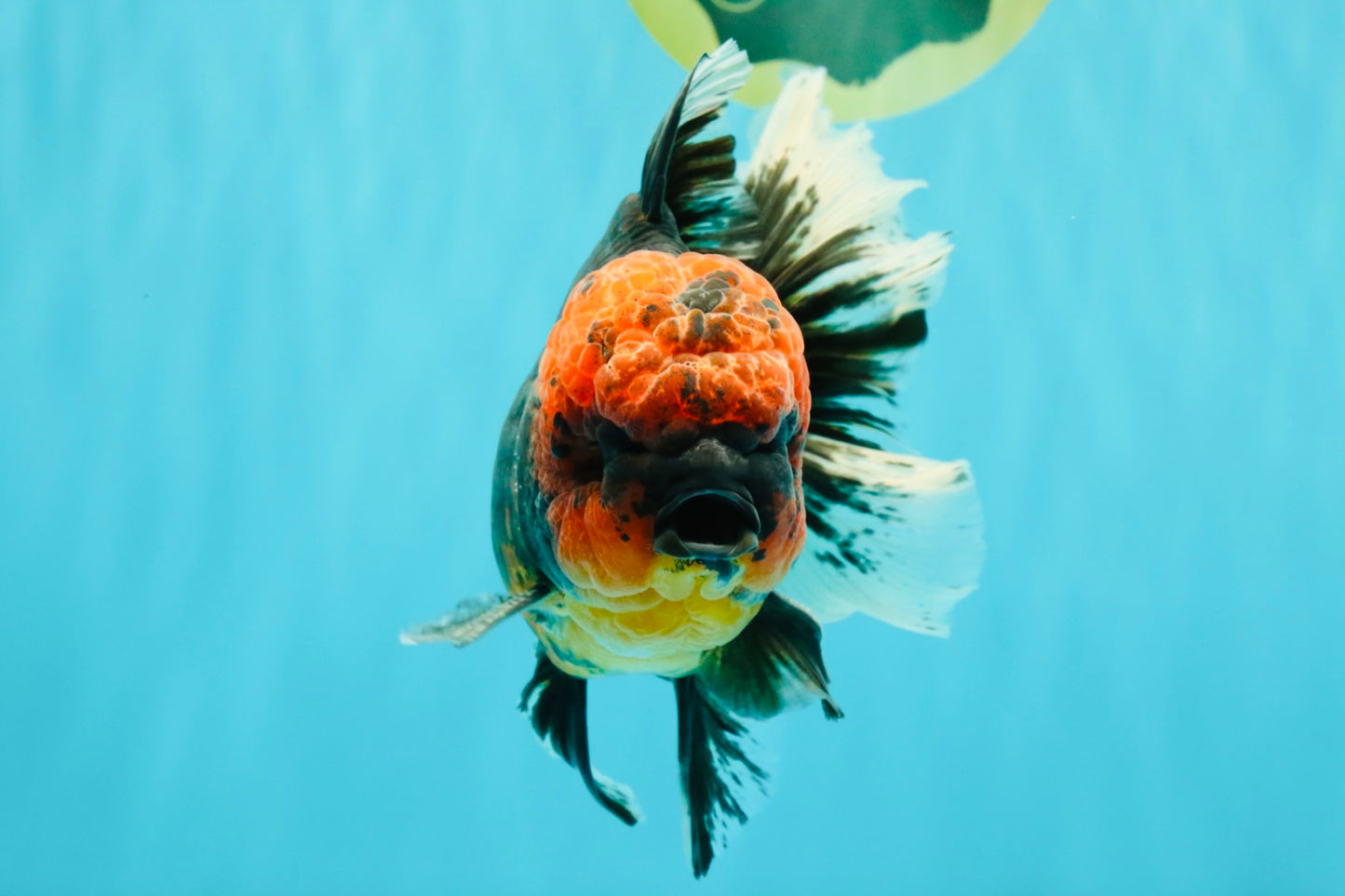 CHONKY AAA Grade Red Head Kirin Oranda Male 6-6.5 inches #072426OR_18