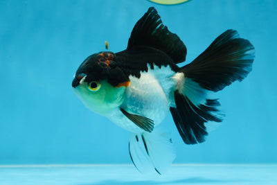 Tricolor Oranda Female 5 inches #072525OR_17