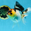 Adorable Tricolor Button Eyes Oranda Female 5 inches #080825OR_13