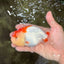A Grade Red White LionQueen 4.5 inches #070326LC_32