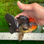 AAA Grade Red Head Apache Oranda Female 5-5.5 inches #1011OR_07