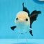 A Grade Panda Button Eyes Oranda Female 4-4.5 inches #0830OR_01