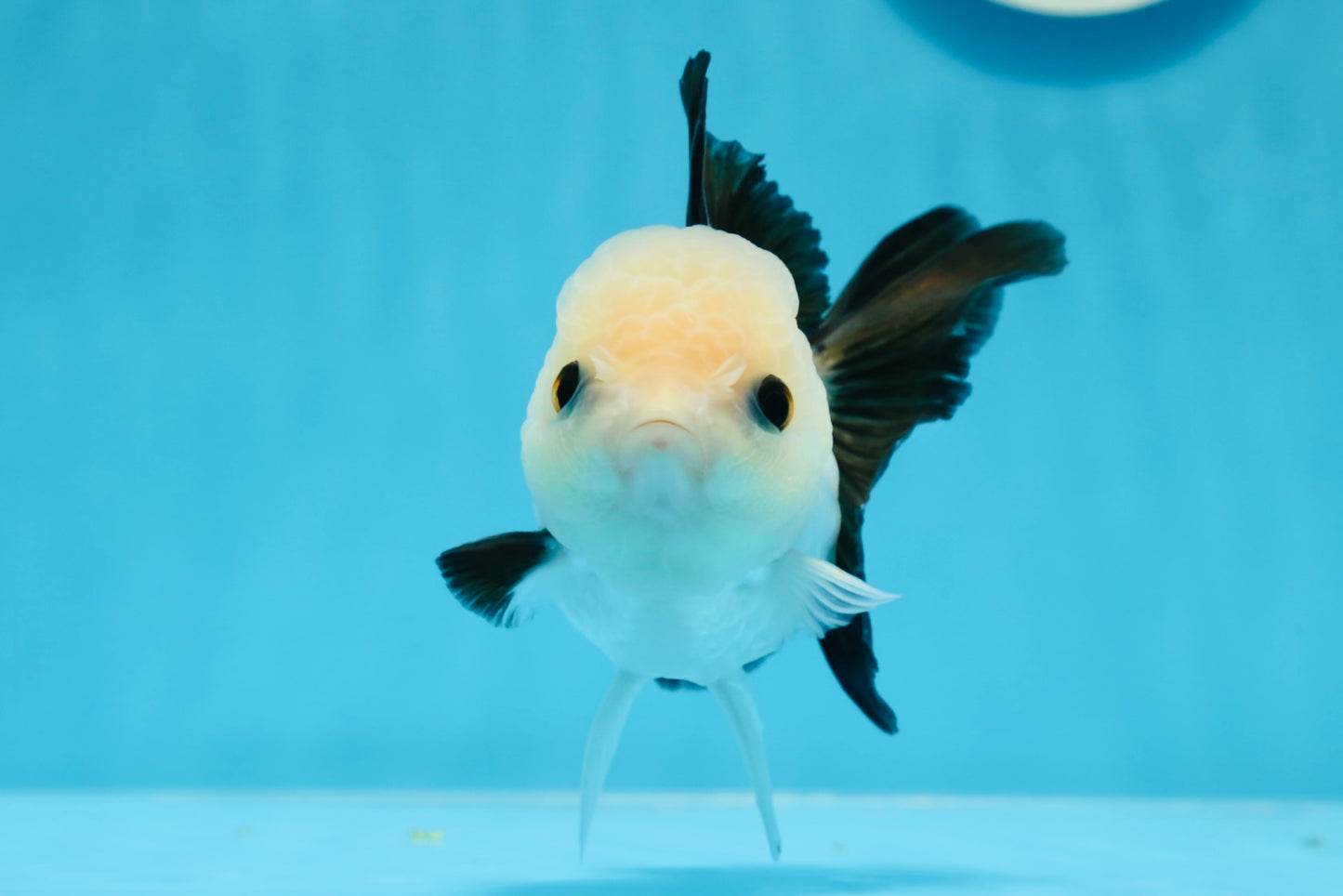 A Grade Panda Button Eyes Oranda Female 4-4.5 inches #0830OR_01