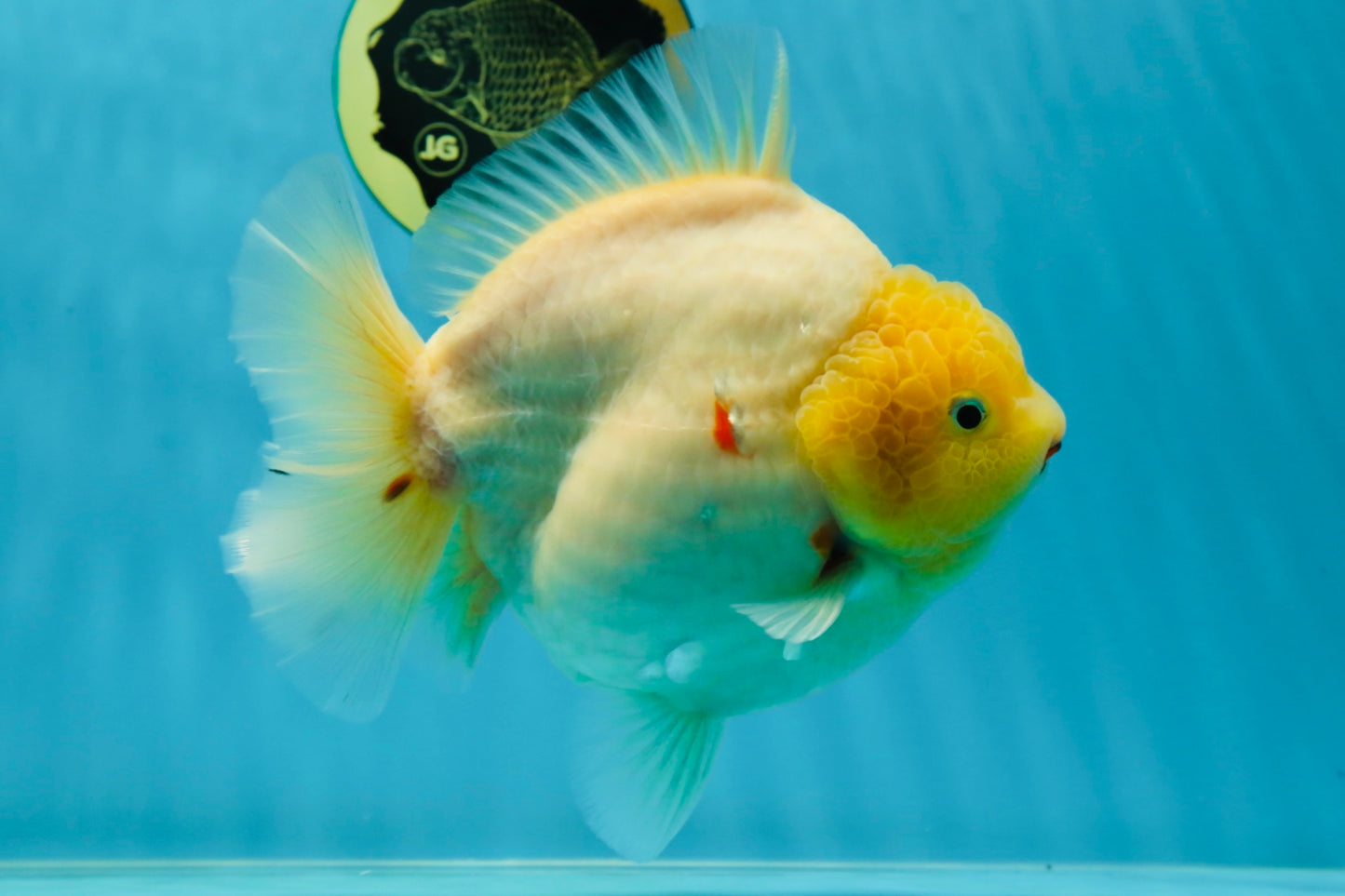 SHOW GRADE Godzilla Sakura Yuanbao Male 6 inches #050925YB_24