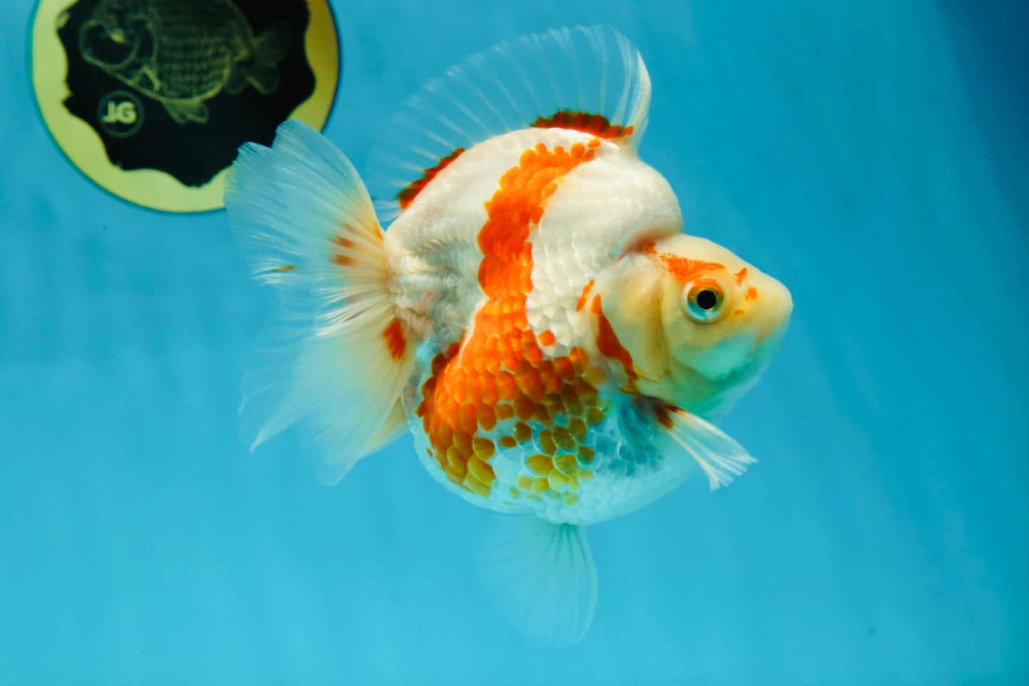 AAA GRADE Red White Ryukin Female 4.5-5 inches #050925RK_17