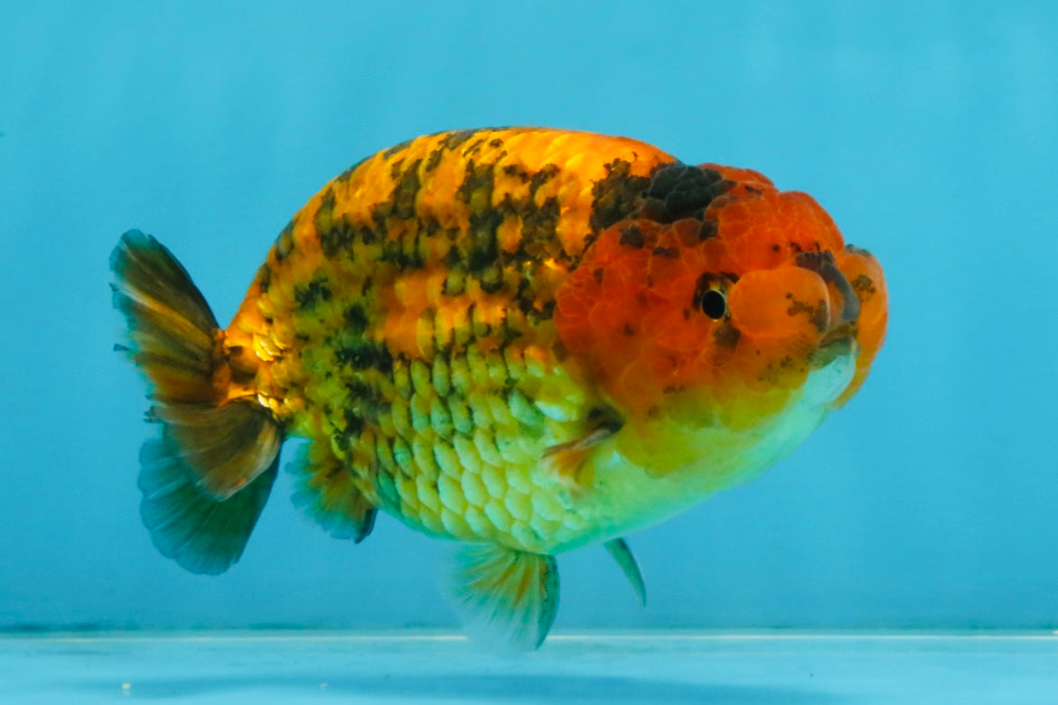 CHUBBY A Grade Tiger LionKing 4.5 inches #112825LC_12