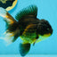 A Grade Tricolor Oranda Male 5.5 inches #112924OR_16