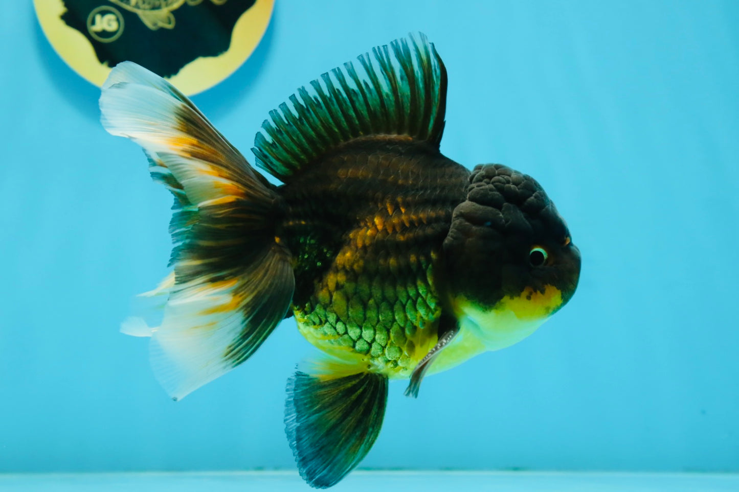 A Grade Tricolor Oranda Male 5.5 inches #112924OR_16