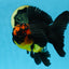 A Grade Apache Lava Head Oranda Male 5-5.5 inches #081525OR_25