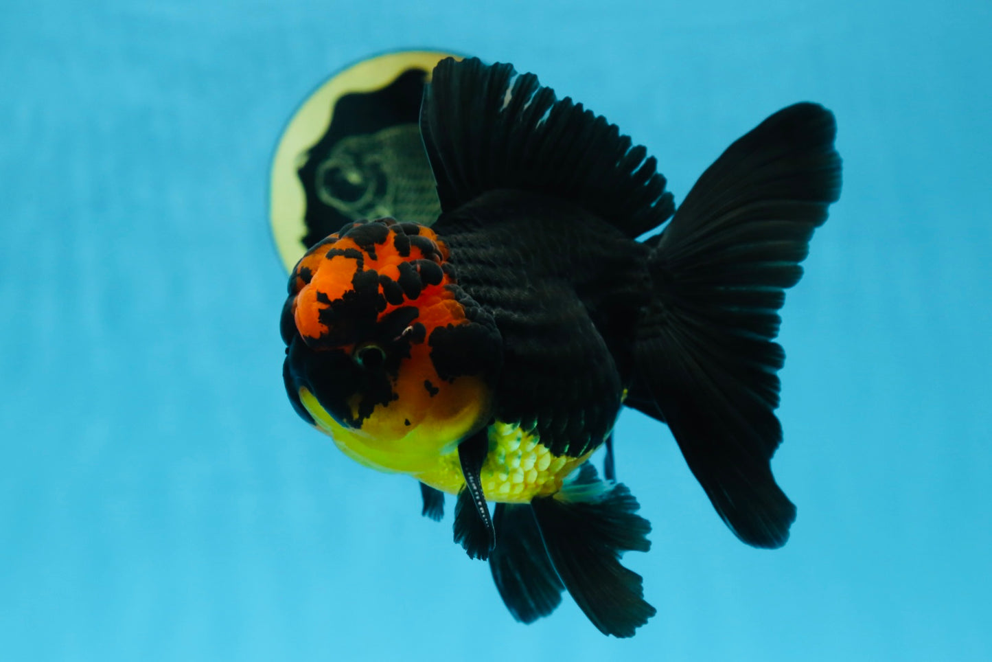 A Grade Apache Lava Head Oranda Male 5-5.5 inches #081525OR_25