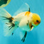 A Grade Marble Oranda Male 6.5 inches #072426OR_07