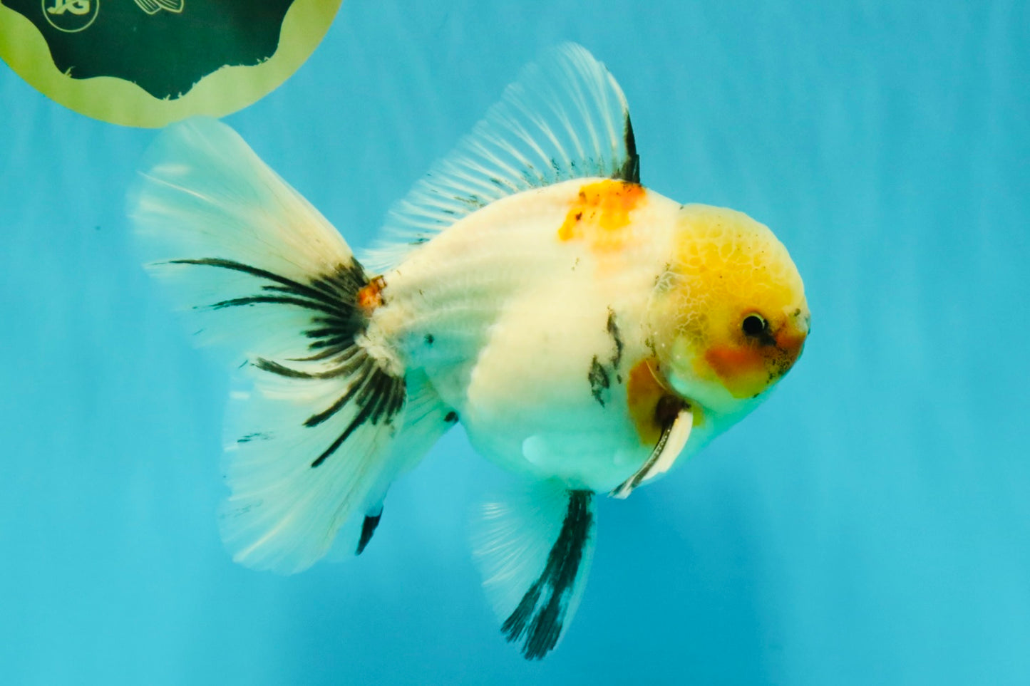 A Grade Marble Oranda Male 6.5 inches #072426OR_07