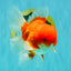 CHONKY AAA Grade Red White Oranda Male 4.5-5 inches #062626OR_37