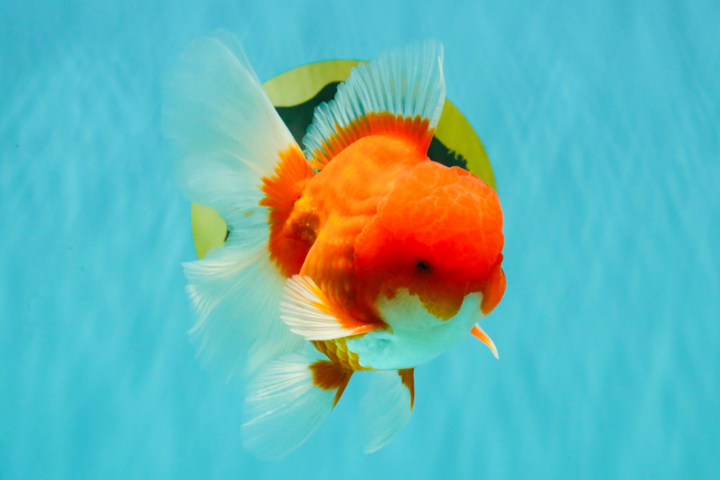 CHONKY AAA Grade Red White Oranda Male 4.5-5 inches #062626OR_37