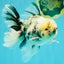 A Grade White Tiger Oranda Male 7 inches #082126OR_15