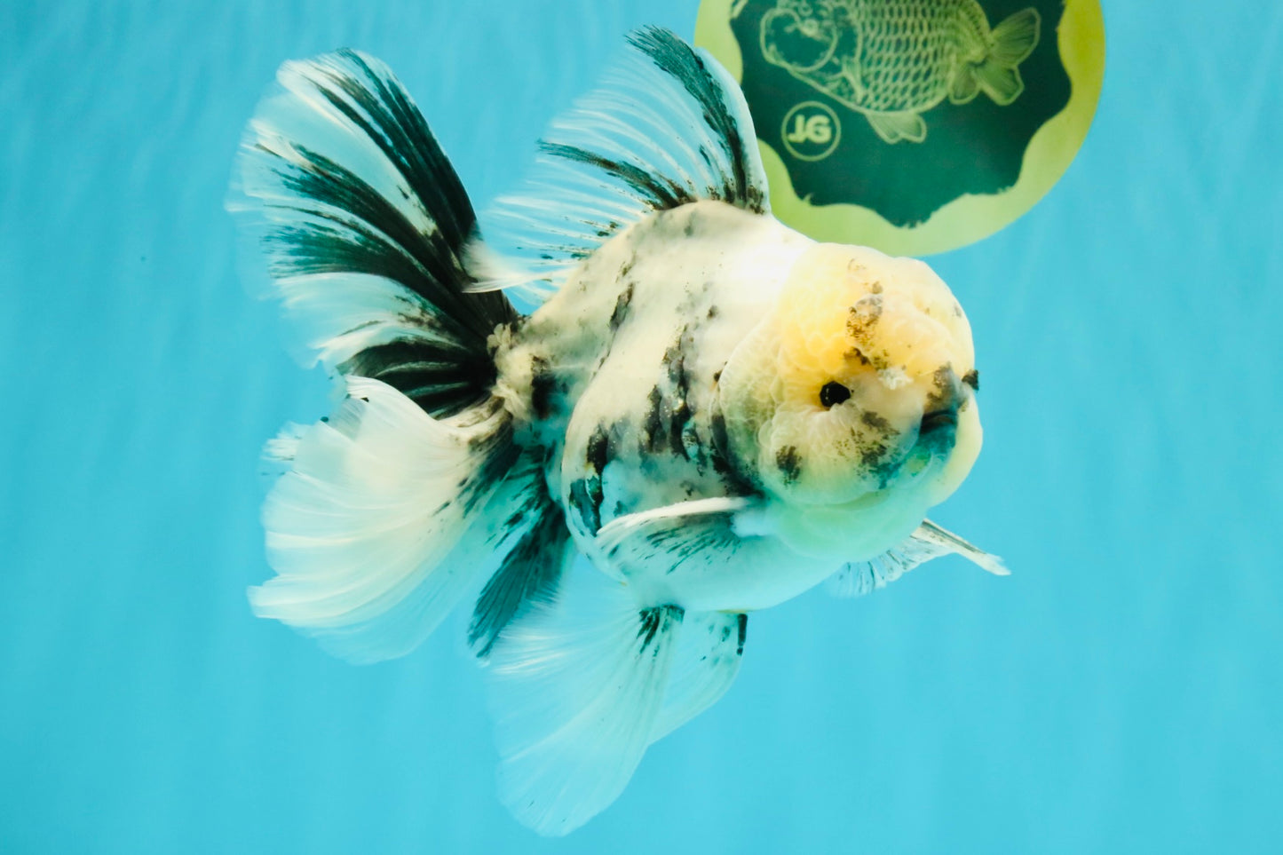 A Grade White Tiger Oranda Male 7 inches #082126OR_15