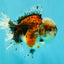 A Grade Calico Oranda Female 5.5 inches #050126OR_05