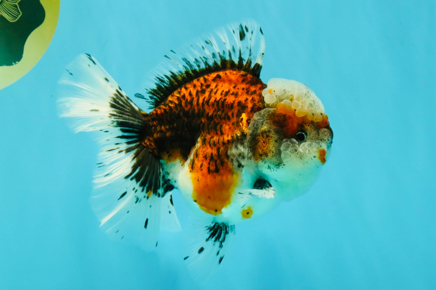 A Grade Calico Oranda Female 5.5 inches #050126OR_05