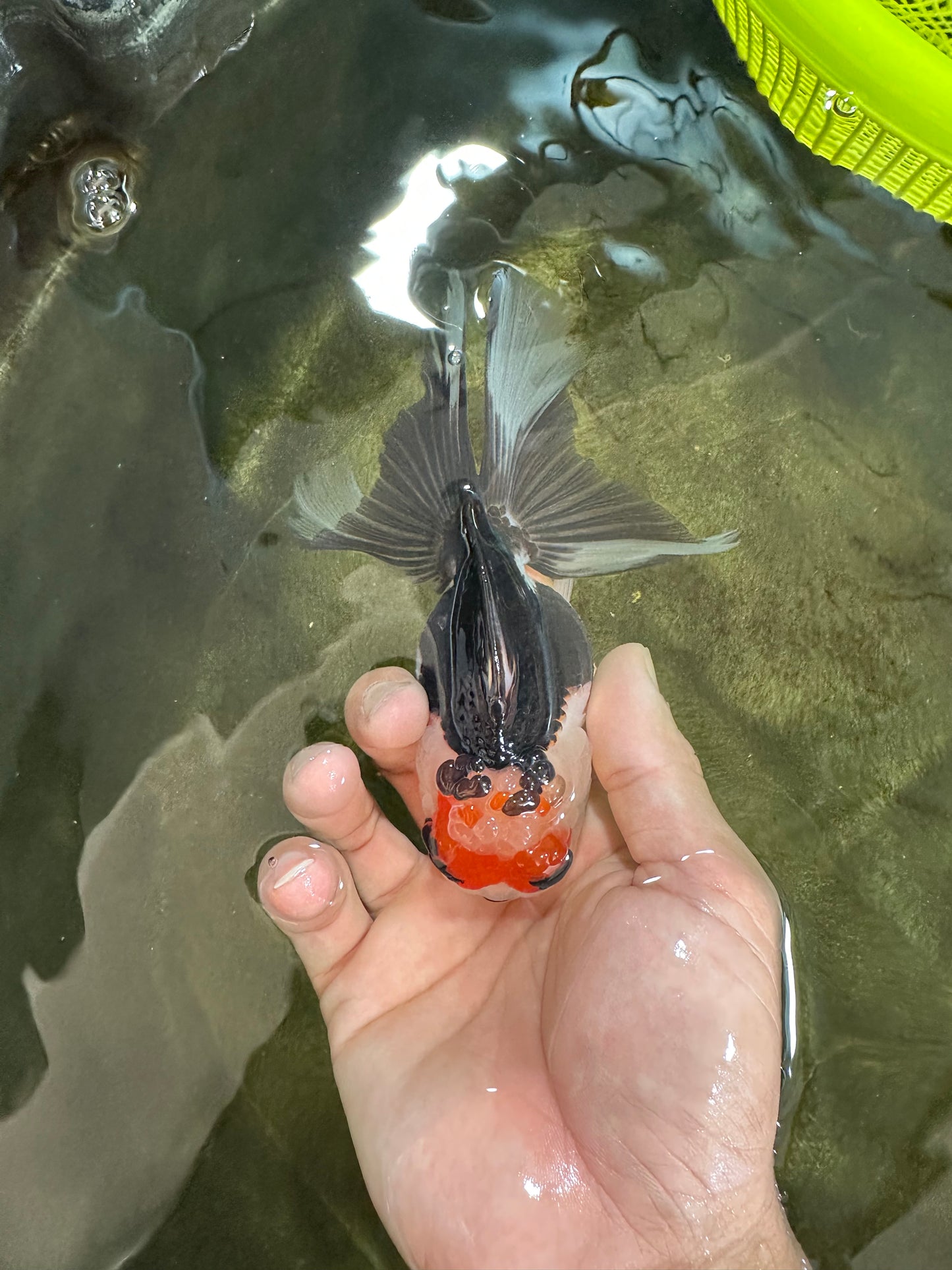 Tricolor Oranda Female 5 inches #091225OR_20