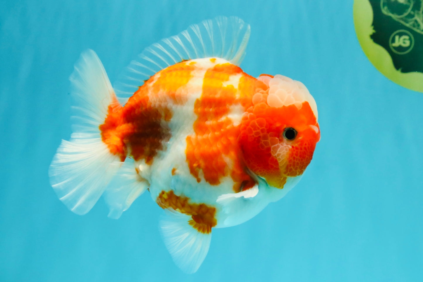 CHONKY AAA Grade Sakura Yuanbao Male 5 inches #032026YB_19