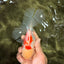 A Grade Kohaku Oranda Male 6-6.5 inches #090426OR_10