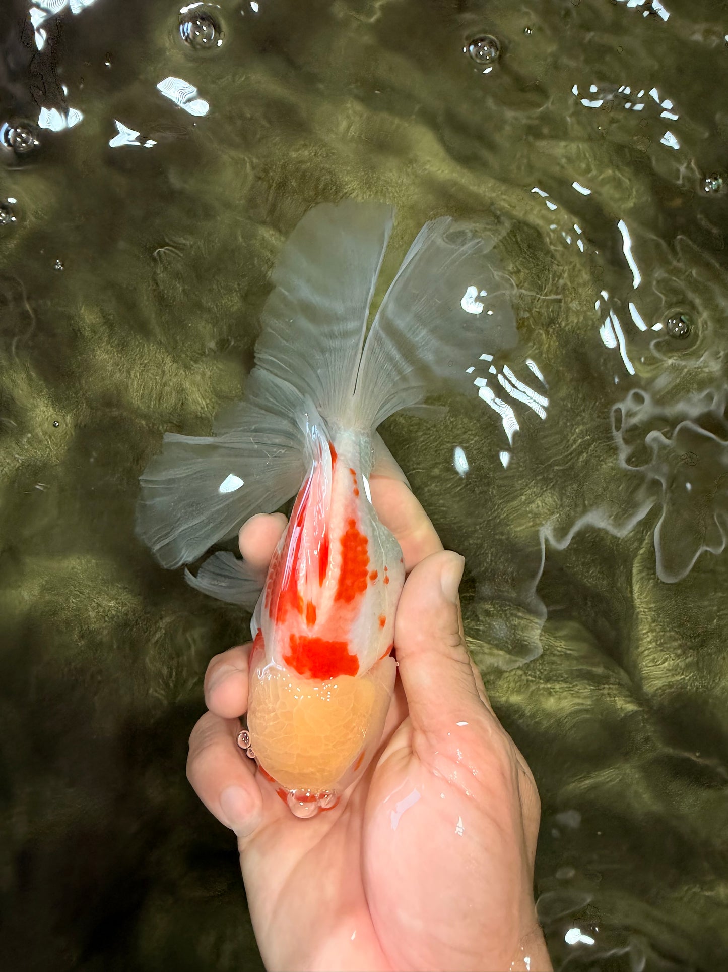 A Grade Kohaku Oranda Male 6-6.5 inches #090426OR_10