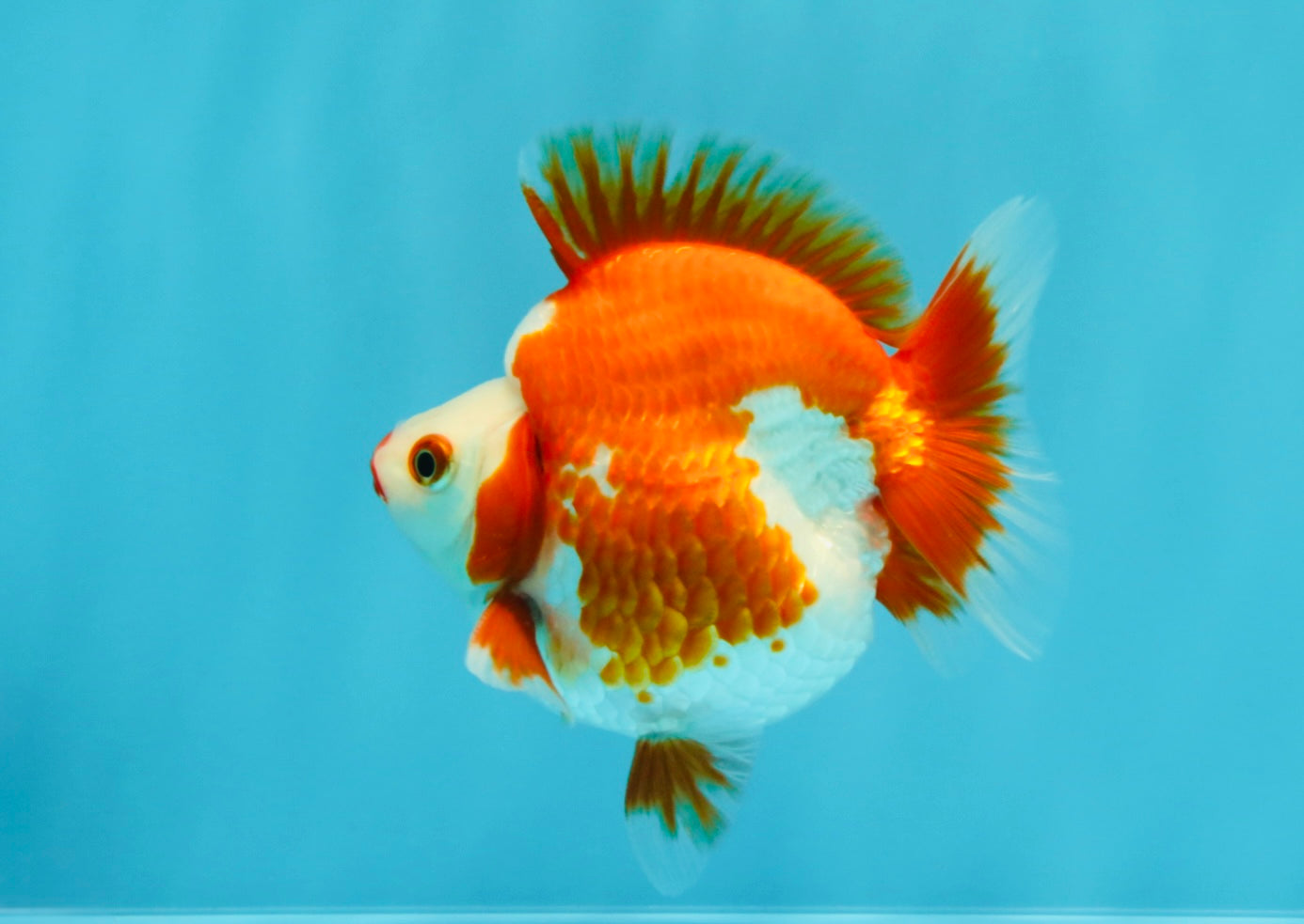 SUPER AAA Grade Red White Ryukin Male 4 inches #022726RK_16