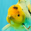 A Grade Marble Oranda Male 6.5 inches #080726OR_21