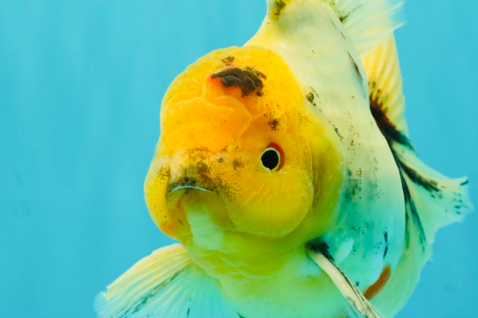 A Grade Marble Oranda Male 6.5 inches #080726OR_21