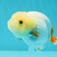 👶 Baby Lemonhead Orange Tail Lionchu Female 3.5 inches #0216LC_19