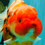 CHARLIE A Grade Kohaku Sakura Yuanbao Female 5-5.5 inches #092526YB_05