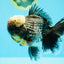JUMBO AAA Grade Godzilla Jade Head Blue Kirin Oranda Male 6.5-7 inches #030626OR_08