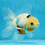 A Grade Tricolor Oranda Male 5.5 inches #070425OR_15