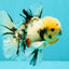 CHONKY AAA Grade Marble Oranda Male 5.5-6 inches #071726OR_28