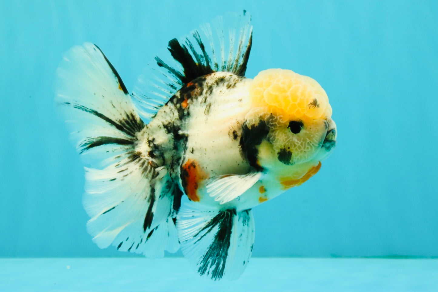 CHONKY AAA Grade Marble Oranda Male 5.5-6 inches #071726OR_28