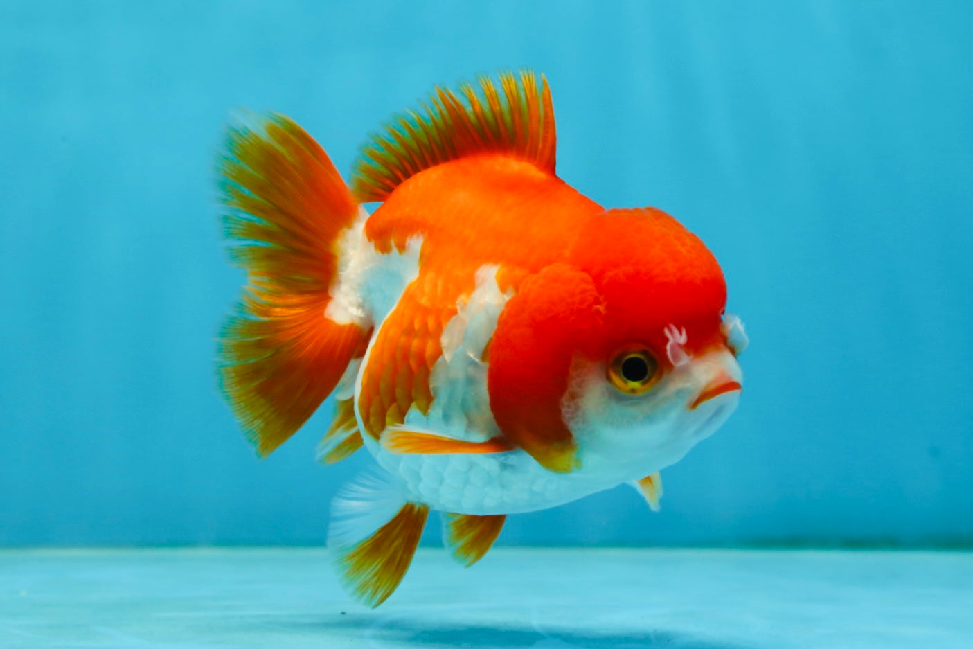 Red White Yuanbao Female 4-4.5 inches #062725YB_12