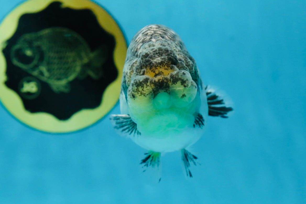 A Grade Beautiful Kirin Female LionQueen 4 inches #060625LC_03