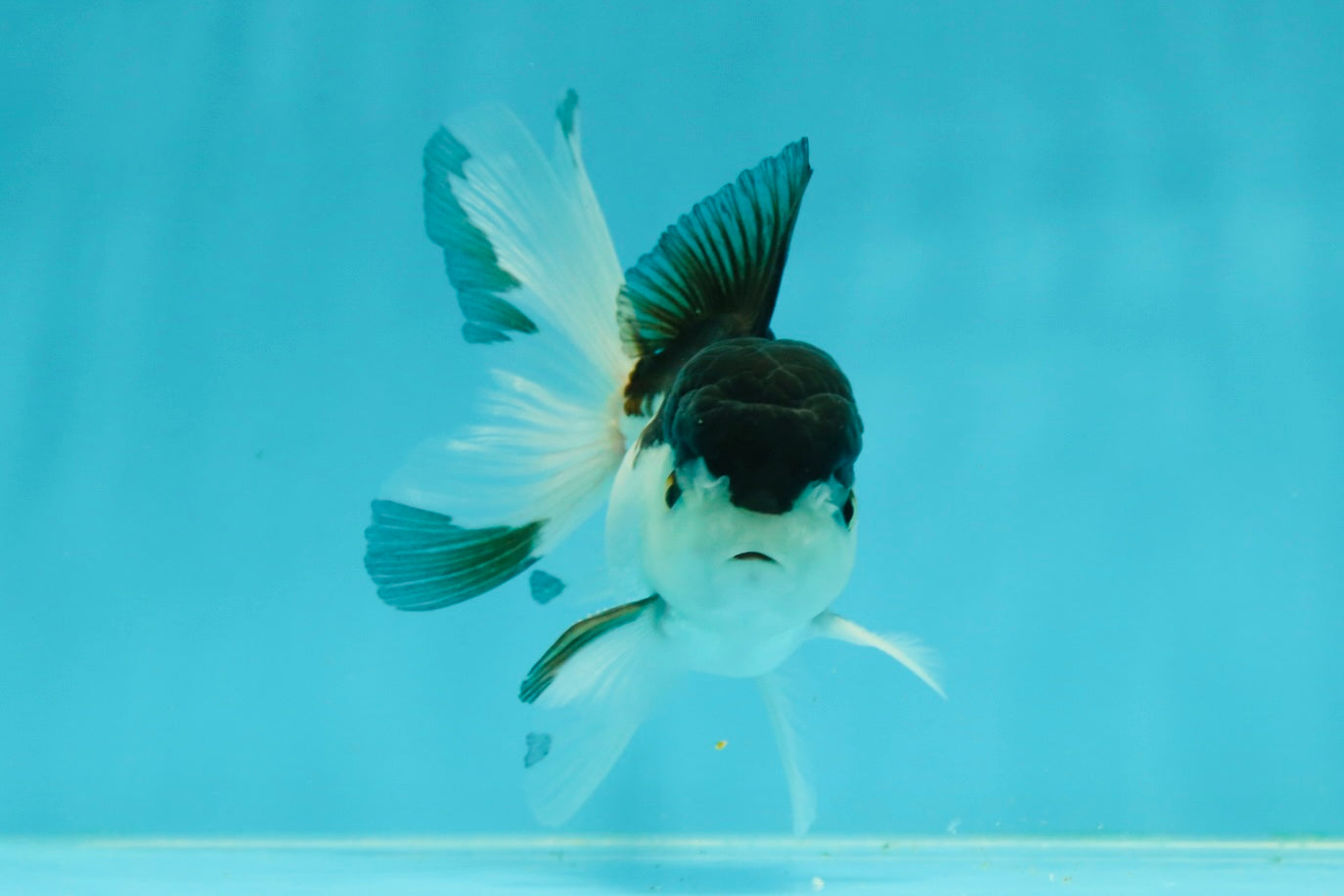 Panda Oranda Male 3.5 inches #1011OR_28