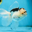 A Grade SPECIAL Panda Oranda Male 6 inches #090525OR_14
