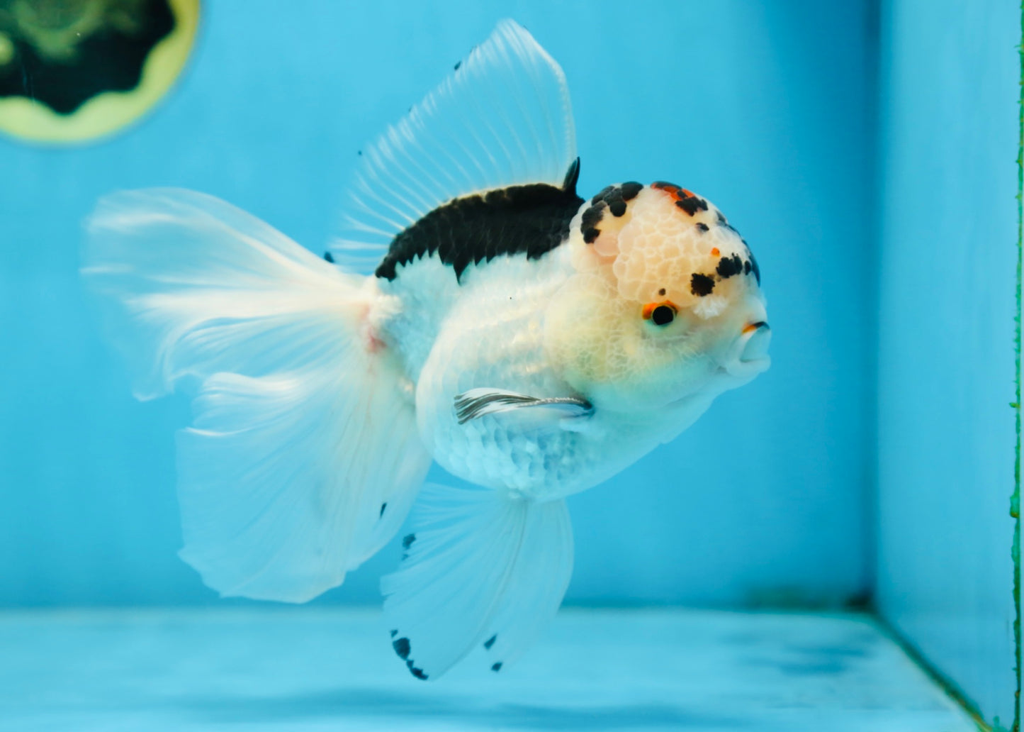 A Grade SPECIAL Panda Oranda Male 6 inches #090525OR_14