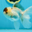 Panda Oranda Male 4.5-5 inches #121324OR_20