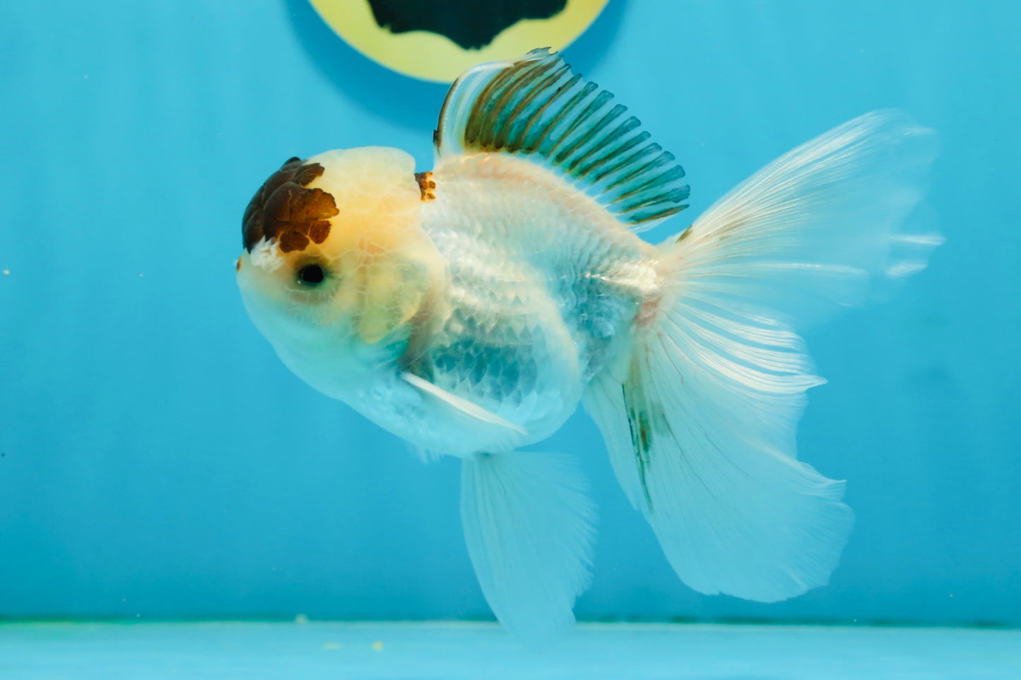 Panda Oranda Male 4.5-5 inches #121324OR_20