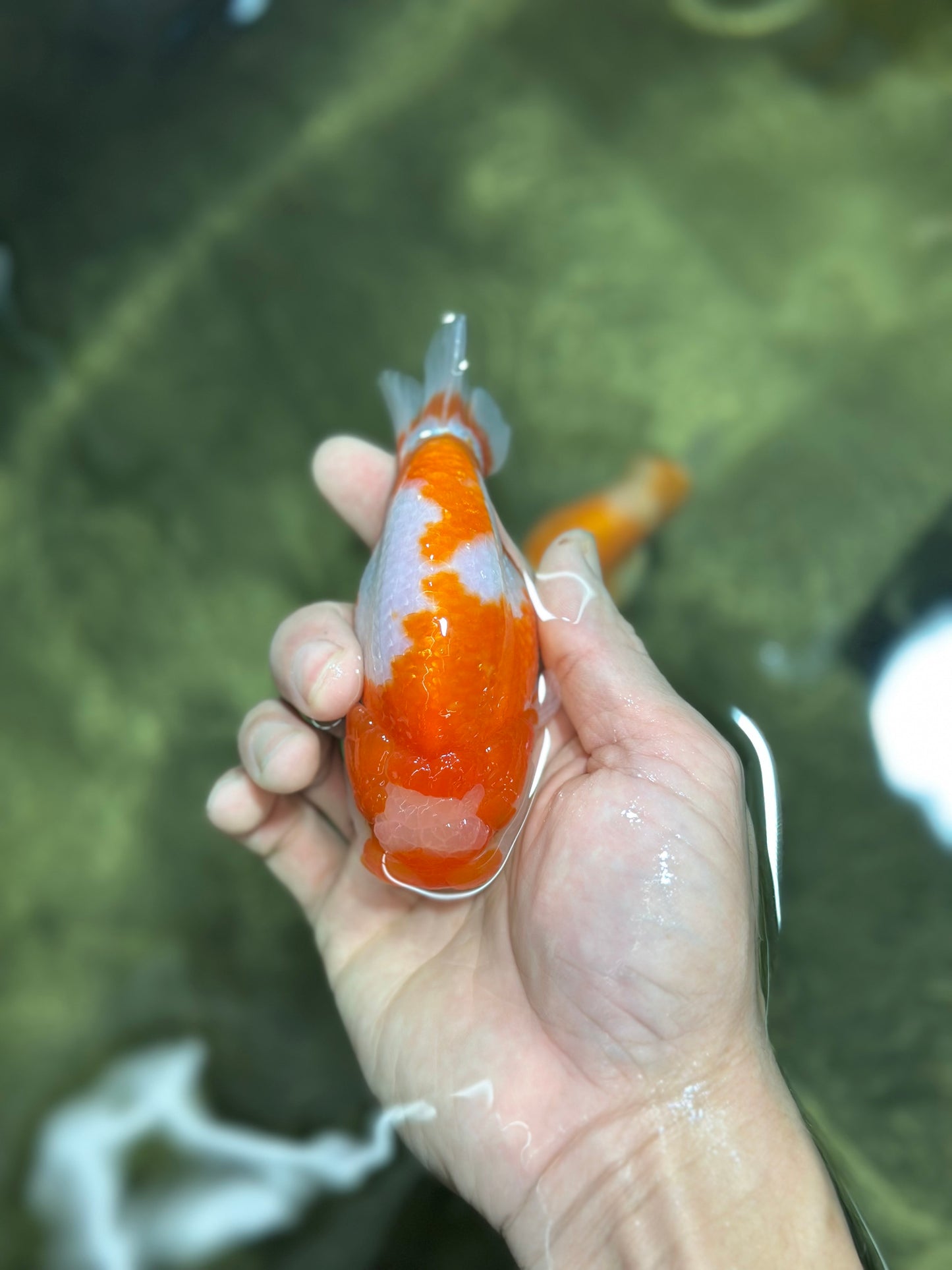 Special Kohaku Ranchu Male 4.5 inches #122724LC_09