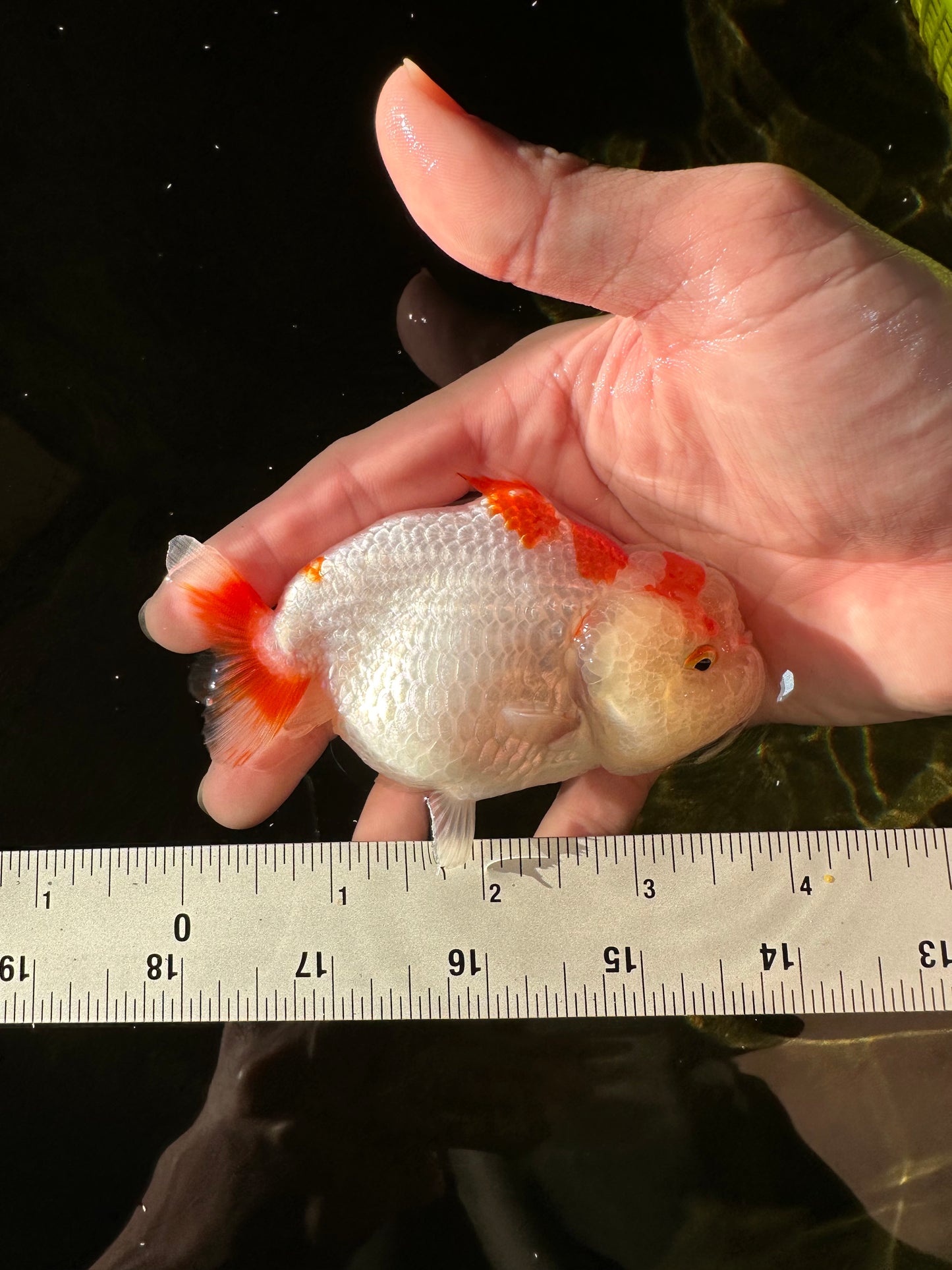 🐣 New Baby Red White Shark Lionchu Female 3.5-4 inches #0223LC_04