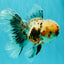 AAA Grade Calico Oranda Male 6-6.5 inches #070626OR_16