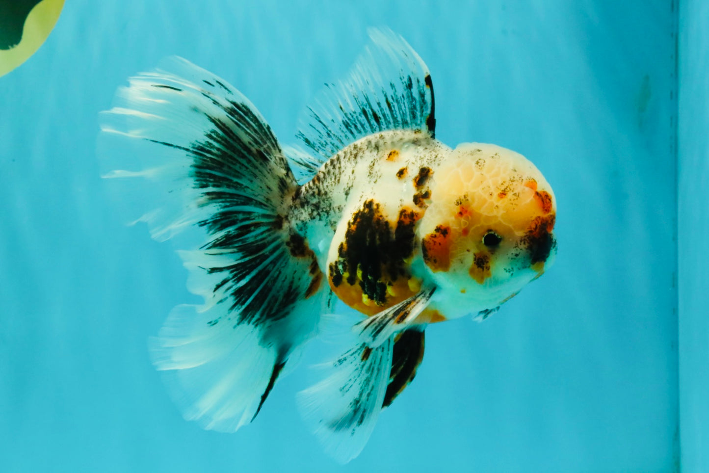 AAA Grade Calico Oranda Male 6-6.5 inches #070626OR_16
