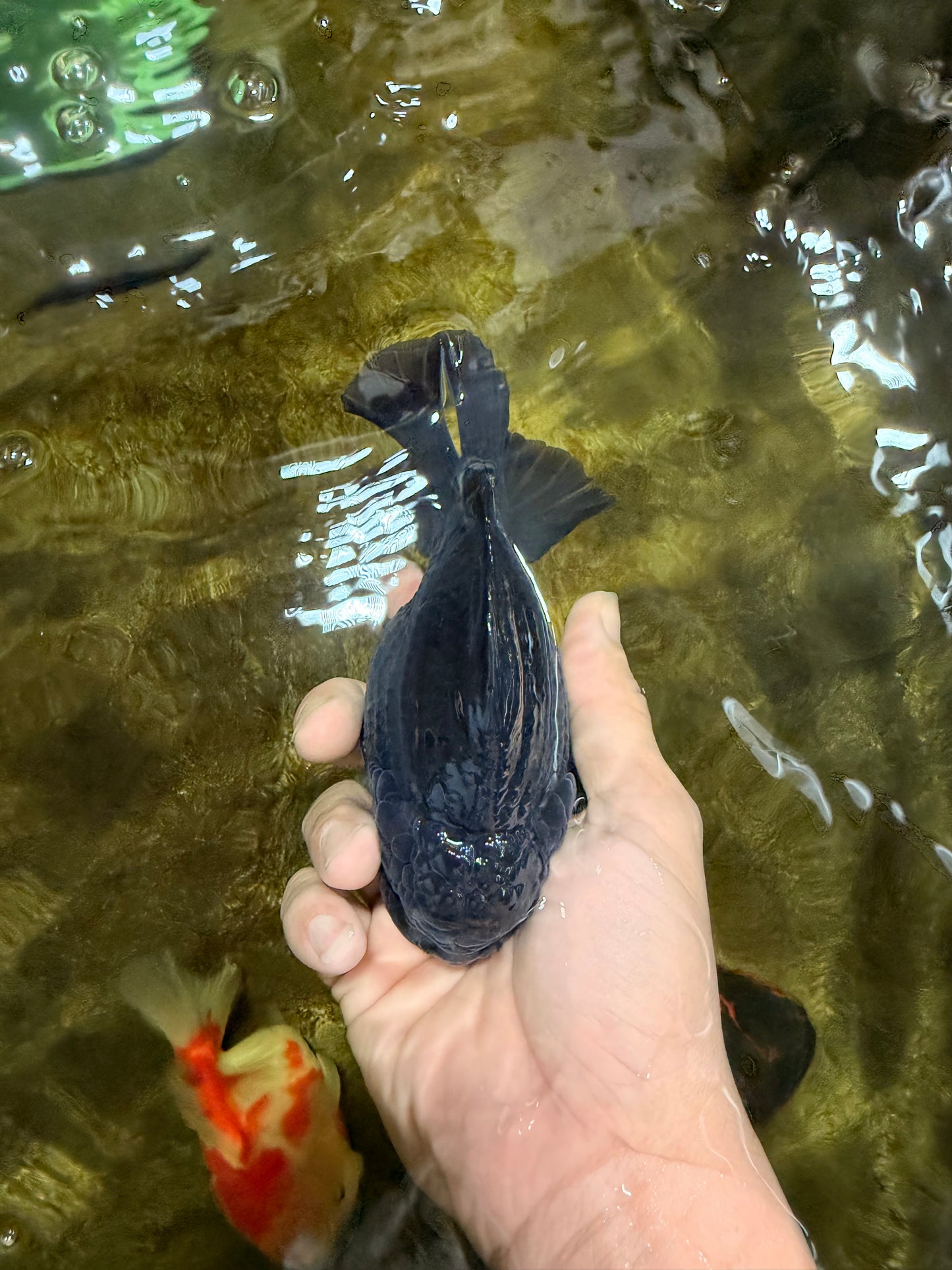 AAA Grade Godzilla Black Yuanbao Male 5-5.5 inches #103125YB_03