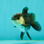 Panda Oranda Male 3-3.5 inches #1018OR_13