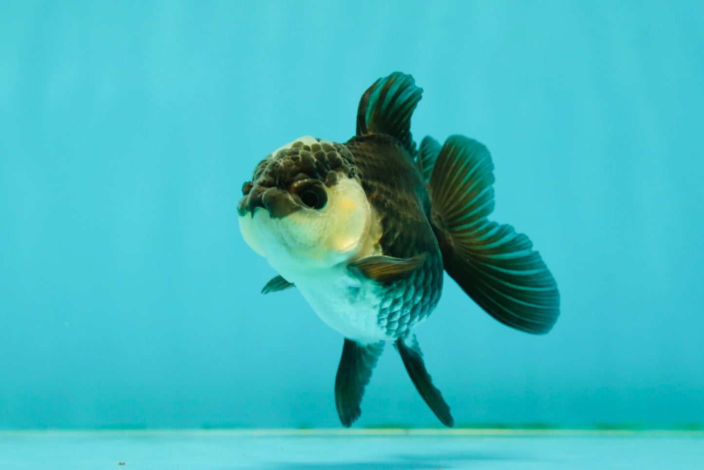 Panda Oranda Male 3-3.5 inches #1018OR_13