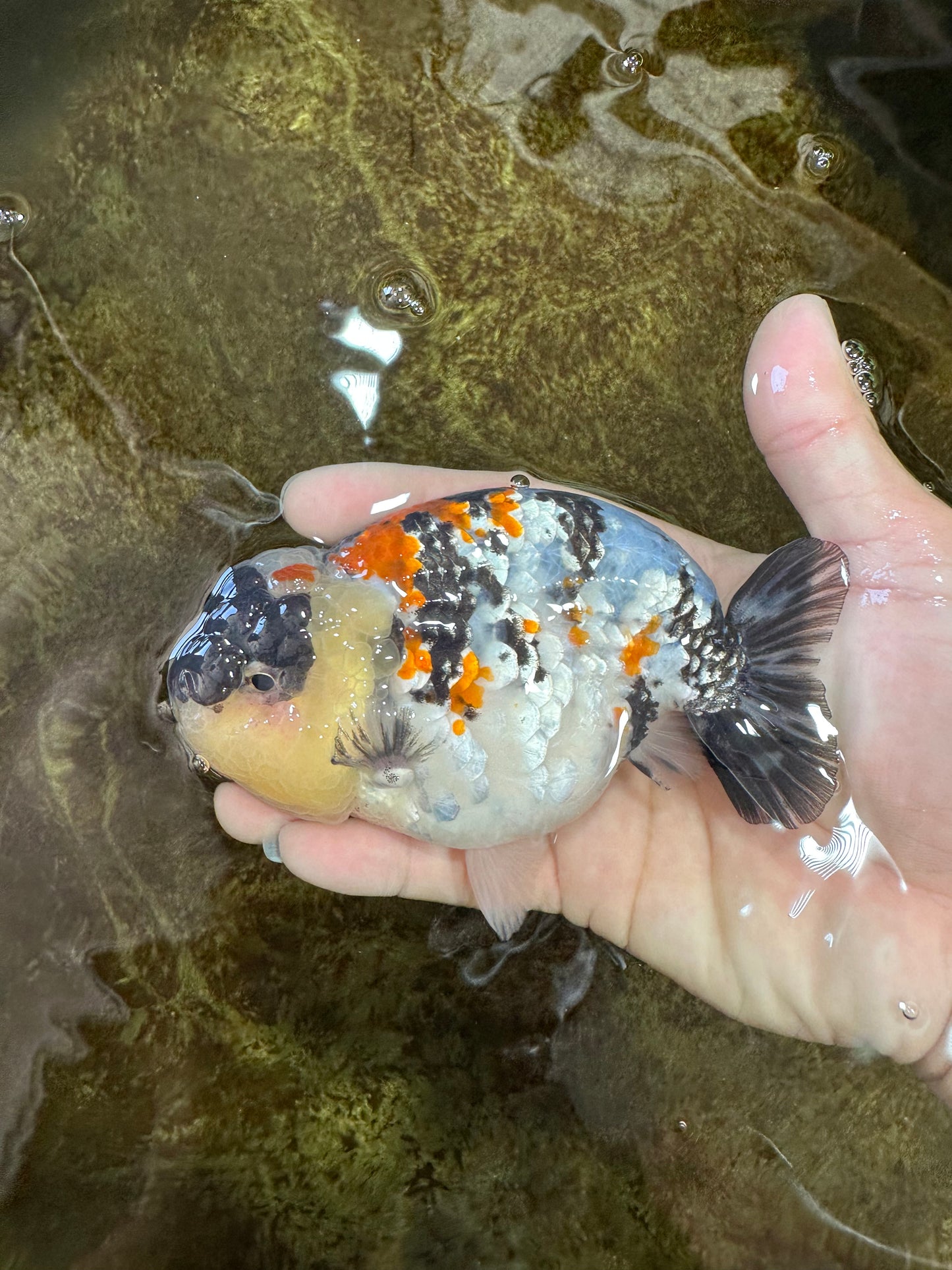 A Grade Special Tricolor LionKing 4.5-5 inches #100325LC_07